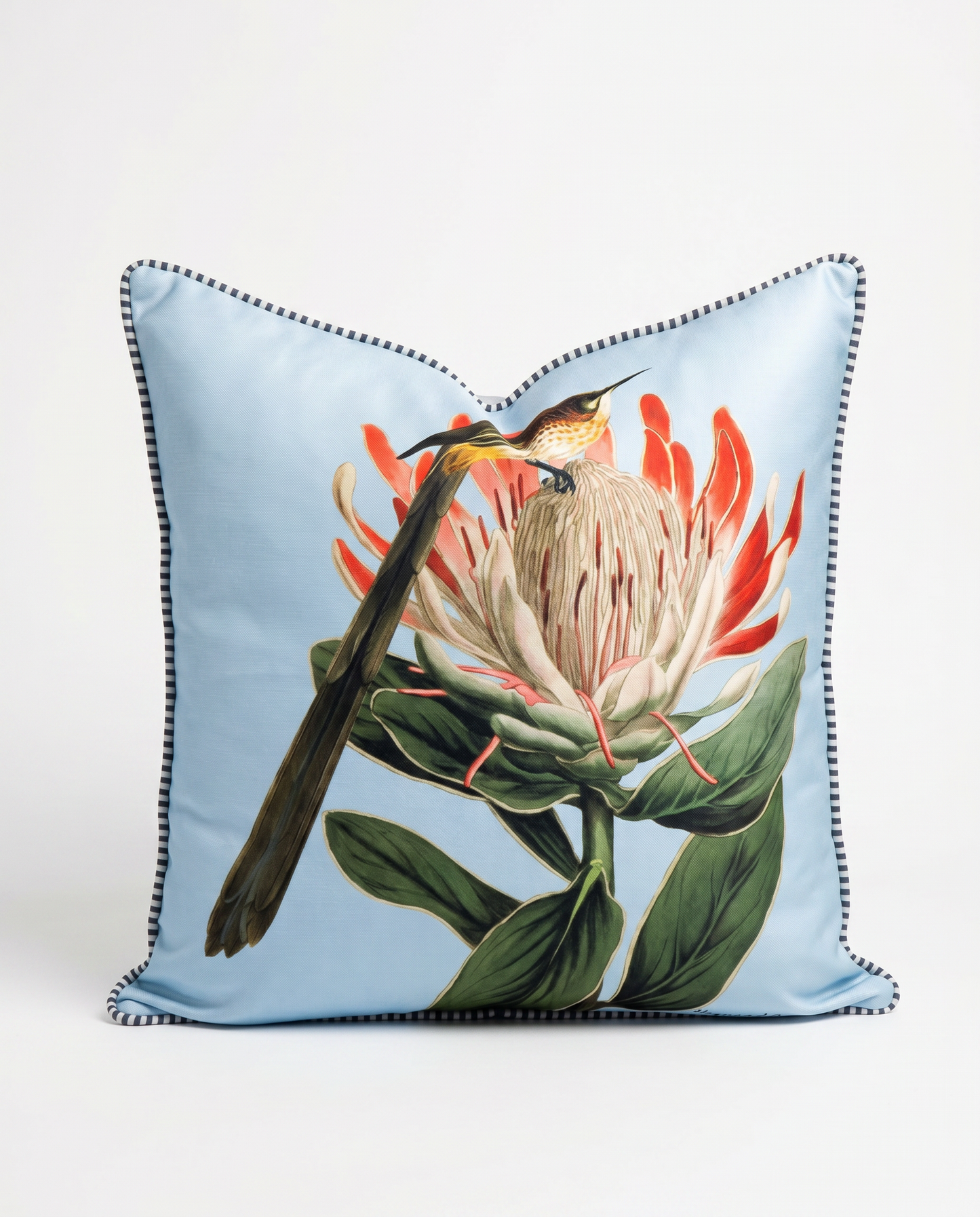 Cape Sugarbirds love Proteas