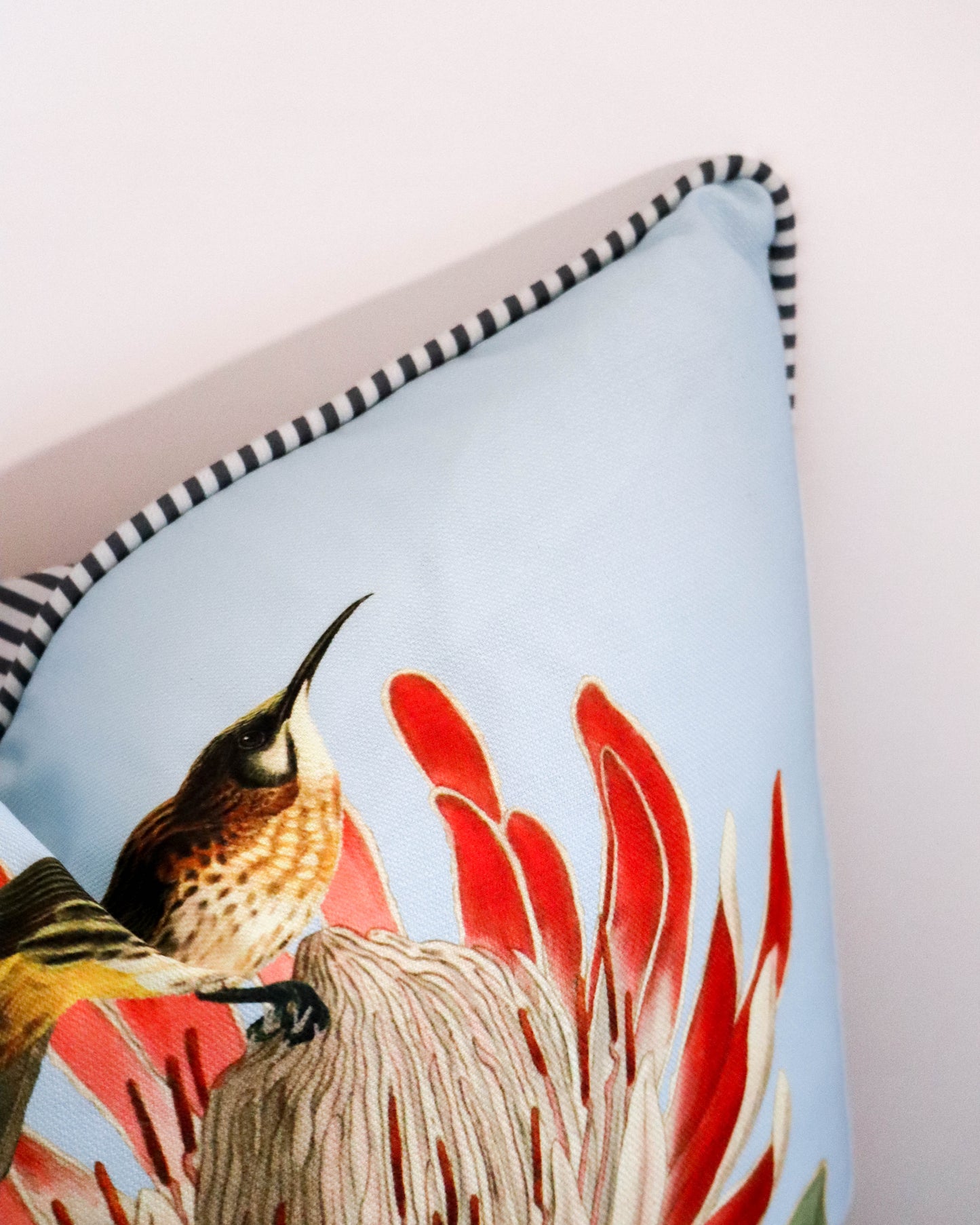Cape Sugarbirds love Proteas