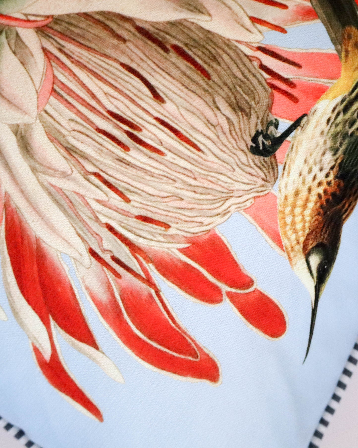 Cape Sugarbirds love Proteas